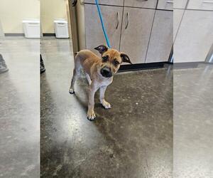 Black Mouth Cur-Unknown Mix Dogs for adoption in Rockwall, TX, USA