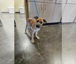 Small Black Mouth Cur Mix