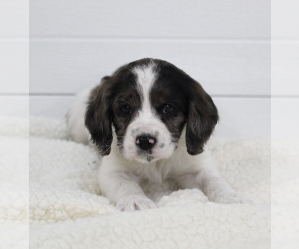 Medium Photo #2 Cavapoo Puppy For Sale in FREDERICKSBURG, OH, USA