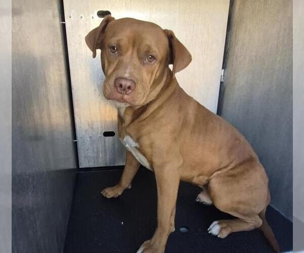 Medium Photo #1 American Staffordshire Terrier-Unknown Mix Puppy For Sale in San Antonio, TX, USA