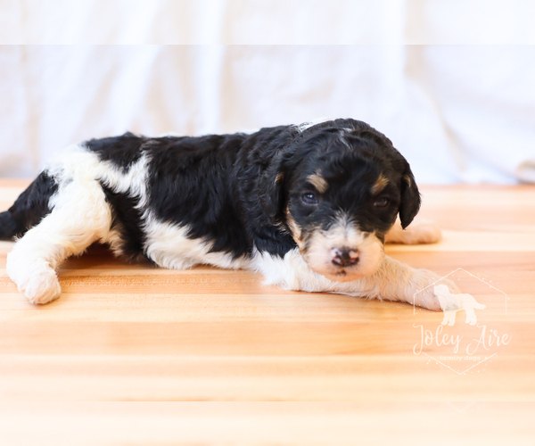 Medium Photo #5 Bernedoodle Puppy For Sale in CARLOCK, IL, USA