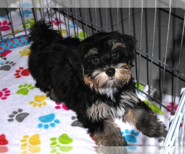 Medium Photo #5 Havashire Puppy For Sale in ORO VALLEY, AZ, USA