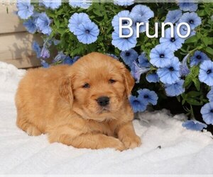 Medium Golden Retriever