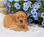 Puppy Bruno Golden Retriever