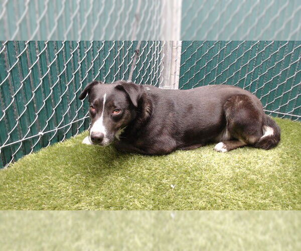 Medium Photo #1 Labrador Retriever-Unknown Mix Puppy For Sale in Downey, CA, USA