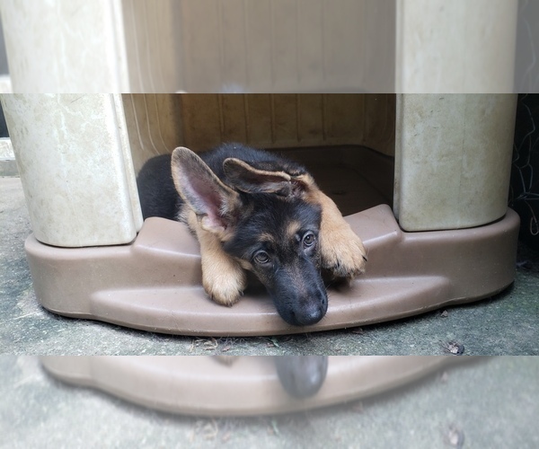 Medium Photo #4 German Shepherd Dog Puppy For Sale in NEWARK, DE, USA
