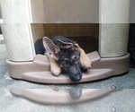 Small Photo #4 German Shepherd Dog Puppy For Sale in NEWARK, DE, USA