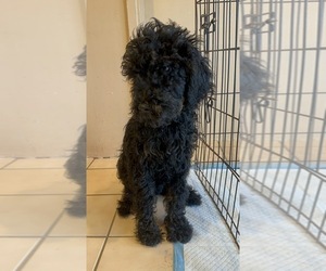 Poodle (Standard) Dog for Adoption in GARDEN GROVE, California USA