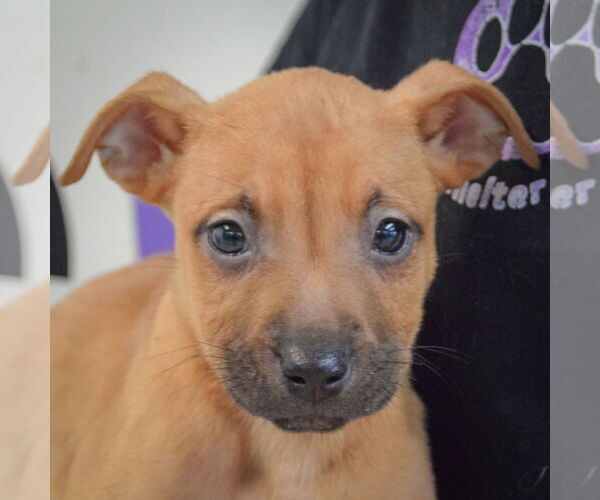 Medium Photo #6 American Staffordshire Terrier-Boxer Mix Puppy For Sale in Huntley, IL, USA
