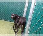 Small American Pit Bull Terrier