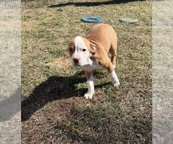 Medium Photo #2 Australian Shepherd-Unknown Mix Puppy For Sale in Springdale, PA, USA