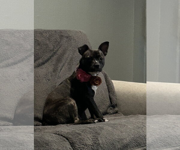 Medium Photo #2 French Bulldog-Staffordshire Bull Terrier Mix Puppy For Sale in Phoenix, AZ, USA