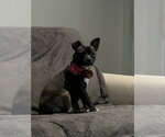 Small #1 French Bulldog-Staffordshire Bull Terrier Mix
