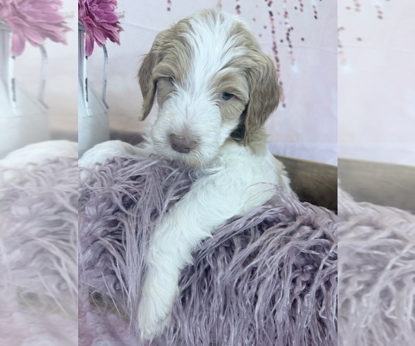 Medium Photo #95 Aussie-Poo-Goldendoodle Mix Puppy For Sale in COMMERCE, MI, USA