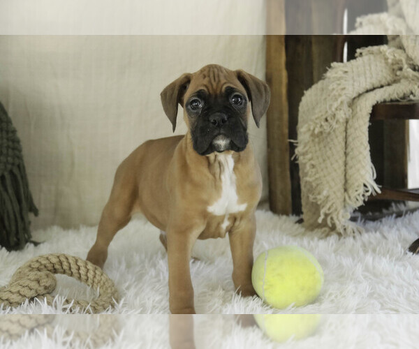 Medium Photo #4 Boxer Puppy For Sale in SHIPSHEWANA, IN, USA