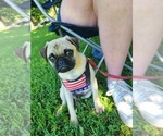 Small #4 Pug