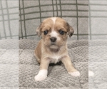 Small Photo #34 Puggle-Shih Tzu Mix Puppy For Sale in NEW YORK MILLS, MN, USA