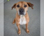 Small #6 Great Dane Mix