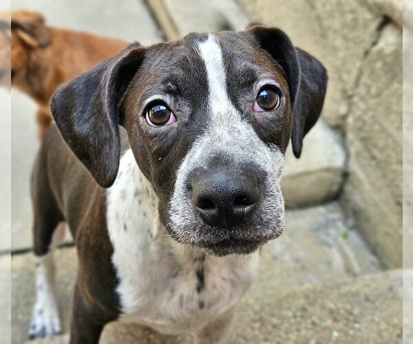 Medium Photo #3 Boglen Terrier Puppy For Sale in Chicago, IL, USA