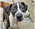 Small #2 Boglen Terrier