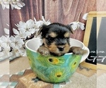 Small #12 Yorkshire Terrier