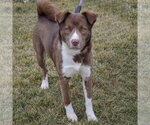 Small #8 Chocolate Labrador retriever-Siberian Husky Mix