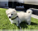 Small #3 Poodle (Miniature) Mix