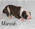 Small Photo #5 American Bulldog Puppy For Sale in MECHANICSVILLE, VA, USA