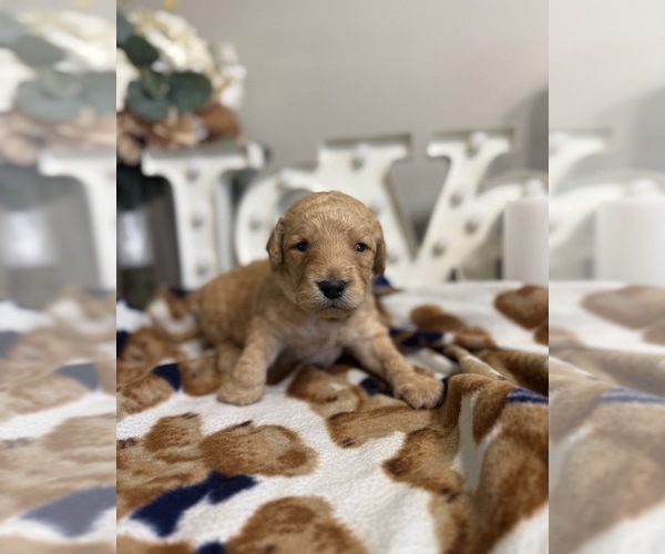 Medium Photo #14 Goldendoodle (Miniature) Puppy For Sale in NOBLESVILLE, IN, USA