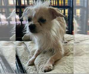 Chihuahua-Unknown Mix Dogs for adoption in Cranston, RI, USA