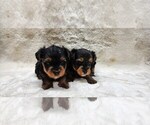 Small Photo #7 Yorkshire Terrier Puppy For Sale in MANES, MO, USA