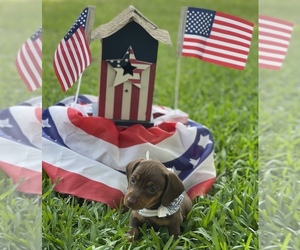 Dachshund Puppy for sale in MITCHELL, GA, USA