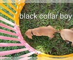 Small #9 Beagle