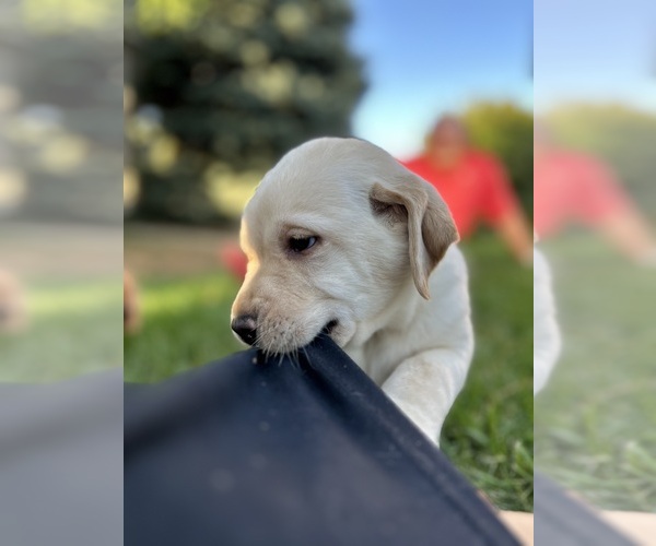 Medium Photo #3 Labrador Retriever Puppy For Sale in THORNTON, CO, USA