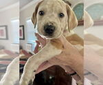 Small Photo #10 American Staffordshire Terrier-Unknown Mix Puppy For Sale in Brewster, NY, USA