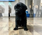Small Photo #5 Labrador Retriever Puppy For Sale in GINTER, PA, USA