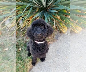 Poodle (Standard) Puppy for sale in SOUTHFIELD, MI, USA