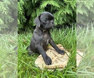 Puggle Puppy for sale in MIDDLEBURY, IN, USA