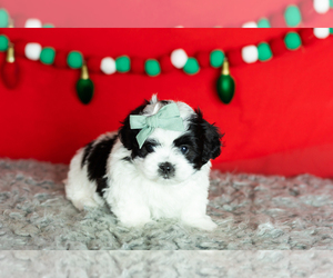 Zuchon Puppy for sale in WOLCOTTVILLE, IN, USA