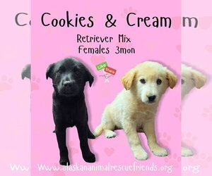 Labrador Retriever-Unknown Mix Dogs for adoption in Anchorage, AK, USA