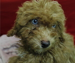 Puppy 7 Poodle (Miniature)
