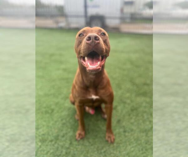 Medium Photo #7 Mutt Puppy For Sale in Rockwall, TX, USA