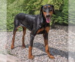 Small #3 Doberman Pinscher