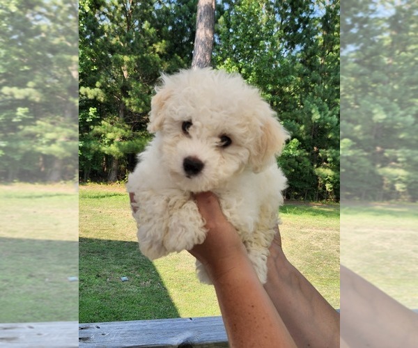 Medium Photo #3 Bichon Frise Puppy For Sale in CLOVER, VA, USA