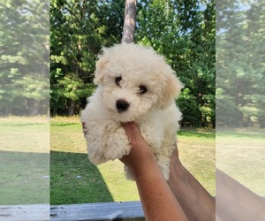 Medium Bichon Frise