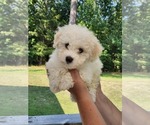 Puppy Puppy 2 Bichon Frise