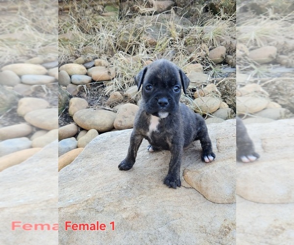 Medium Photo #1 Boxer Puppy For Sale in PELZER, SC, USA