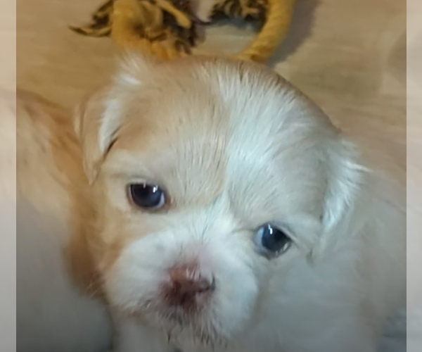 Medium Photo #1 Shih Tzu Puppy For Sale in FANNING SPGS, FL, USA