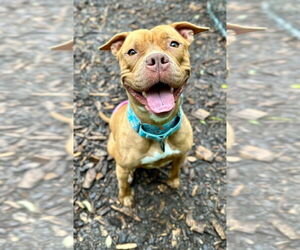Fiona - Female American Staffordshire Terrier Dog for Adoption - Photo #4