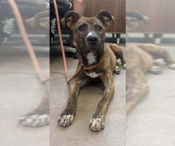 Medium Photo #4 Mountain Cur-Rhodesian Ridgeback Mix Puppy For Sale in Oakhurst, NJ, USA